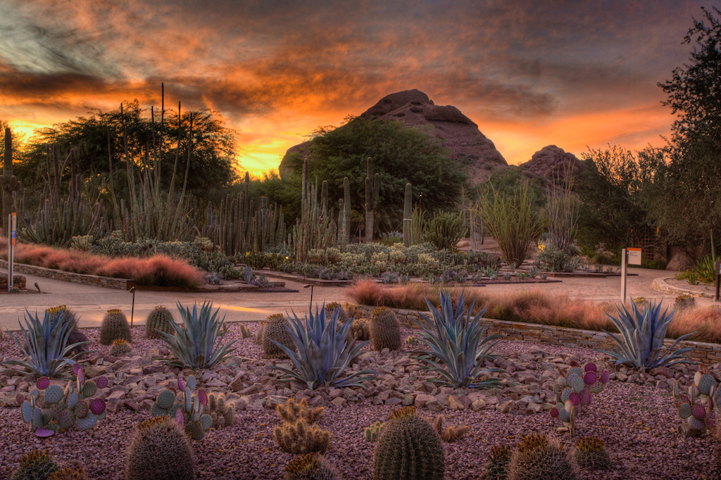 Phoenix